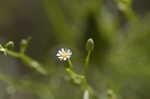 Canadian horseweed